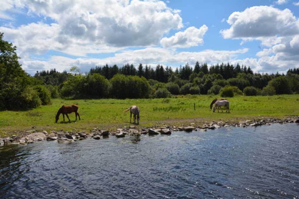 DSC_6044Mittel_.JPG